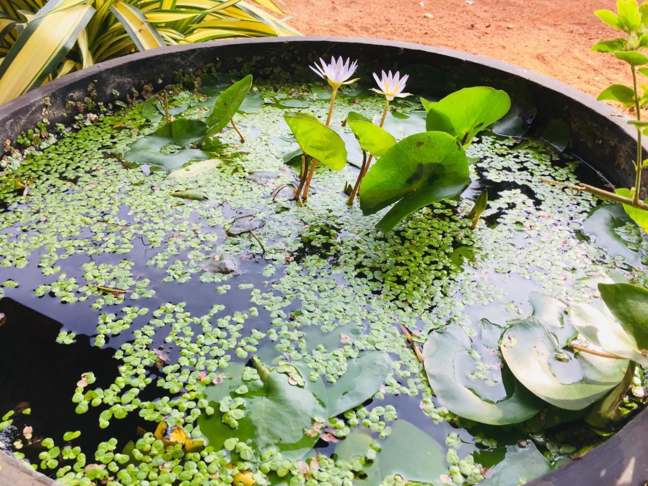 Sweet Home Tourist Rest, Cooking Classes & Tours Anuradhapura Esterno foto