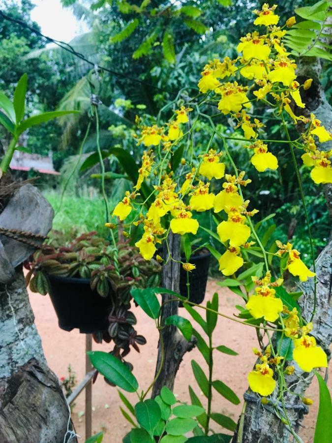 Sweet Home Tourist Rest, Cooking Classes & Tours Anuradhapura Esterno foto